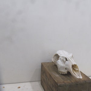 Vintage Deer Skull, Real Deer Skull, Rustic Decor, Weathered Skull,, Wall Hanging.