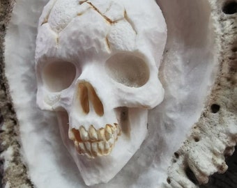 skull carving in horn elk rosette