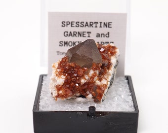 Spessartine Garnet crystals on Smoky Quartz from Tongbei, China thumbnail mineral perky box natural stone (TN1030-31) structure minerals