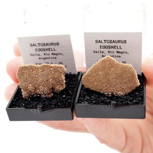 Saltasaurus Dinosaur Eggshell Fossil Specimen