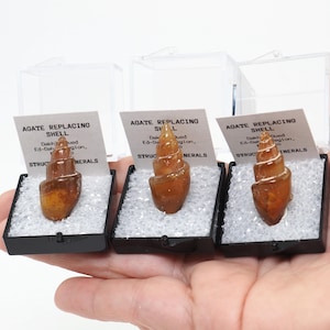 May include: Three agate replacing shell specimens, each displayed in a small black box with a clear lid. The shells are a warm brown color, and each box includes a small informational card. The text on the card reads "AGATE REPLACING SHELL".