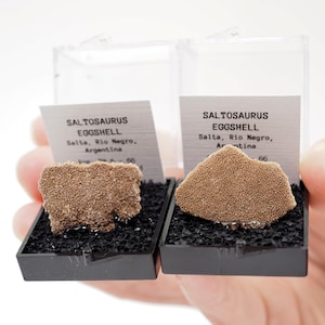 May include: Two Saltosaurus eggshell fossils displayed in clear cases. The eggshell fragments are light brown and sit on black material. Each case has a label with the text "SALTOSAURUS EGGSHELL" and the origin location, Salta, Rio Negro, Argentina.