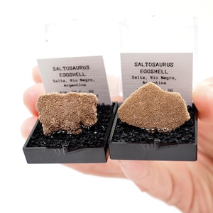 ONE Saltasaurus Dinosaur Eggshell Fossil Specimen