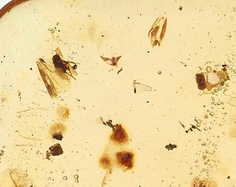 Insect Included Copal Colombia Young Amber Stone