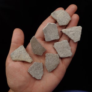 Könnte beinhalten: Eine Sammlung von acht kleinen, unregelmäßig geformten, hellgrauen versteinerten Korallenstücken.