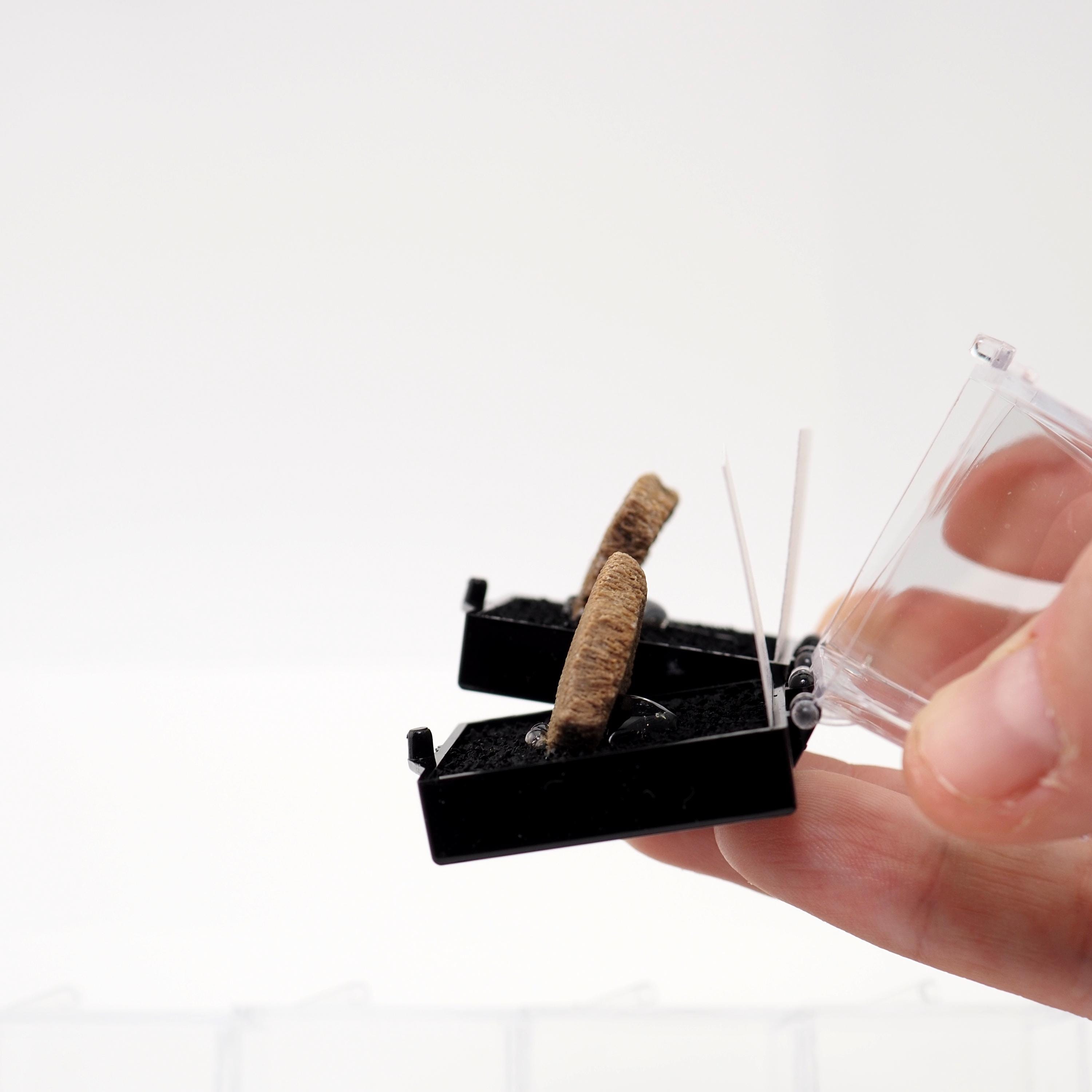 サルタサウルス恐竜の卵殻標本 - 天然化石の破片 - 恐竜ギフト - Etsy 日本