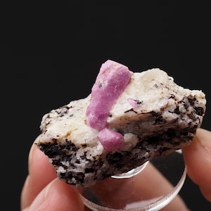 May include: A close-up of a natural mineral specimen featuring a cluster of vibrant pink ruby crystals embedded in a matrix of white and dark grey rock. The ruby crystals are the focal point, showcasing their color and form.
