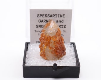 Spessartine Garnet crystals in and on Smoky Quartz Tongbei, China thumbnail mineral perky box natural stone (TN1030-27) structure minerals