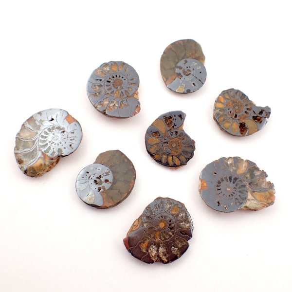 8 Hematite Ammonites from Morocco - 15-20mm / 4 pair / 8.9gm / P3002)