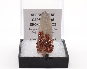 Spessartine Garnet crystals on Smoky Quartz from Tongbei, China thumbnail mineral perky box natural stone (TN1030-26) structure minerals