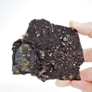 Puede incluir: Un espécimen mineral oscuro y de textura rugosa con pequeños cristales rojo-marrón brillantes dispersos por su superficie. Un cristal más grande, multifacético, de color azul-gris oscuro es visible en el lado izquierdo. El mineral es sostenido por una mano sobre un fondo blanco.