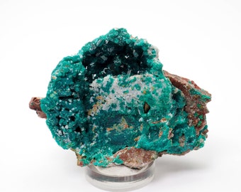 Dioptase crystals on matrix from Republic of Congo - 54gm/ 56mm x 39mm x 35mm (F81108)