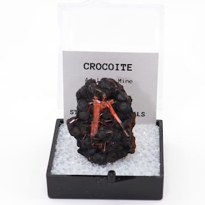 Crocoite crystal thumbnail mineral specimen Perky Box natural stone from Tasmania, Australia
