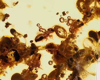Copal Insect Inclusions: Colombia Young Amber Specimen