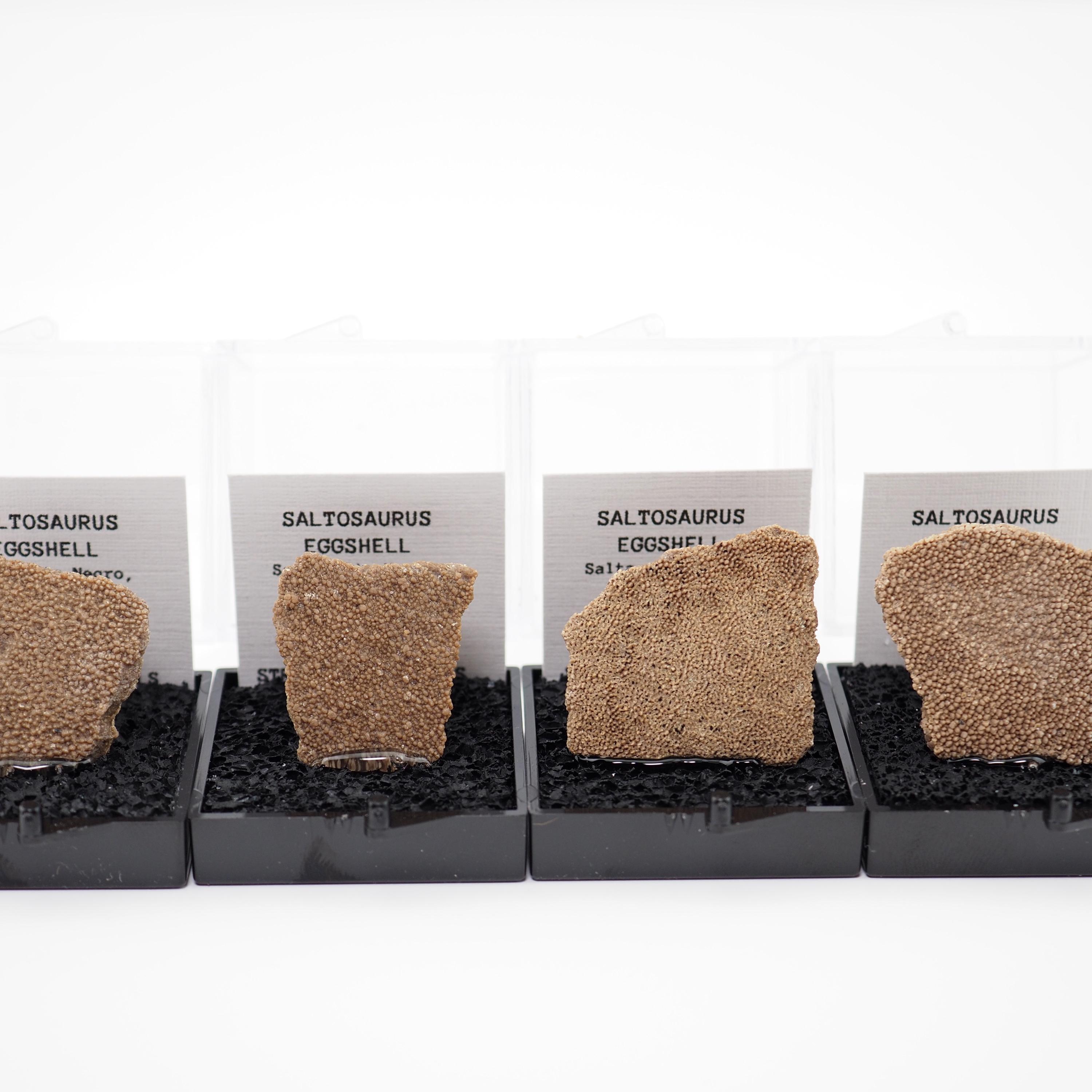 サルタサウルス恐竜の卵殻標本 - 天然化石の破片 - 恐竜ギフト - Etsy 日本