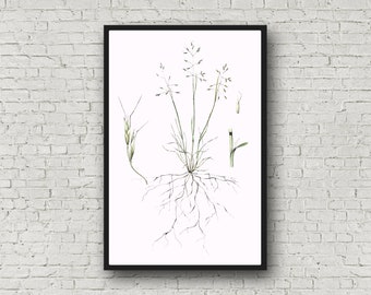 Botanical print, Ventenata dubia, ventenata limited edition signed print, 11x17 inches
