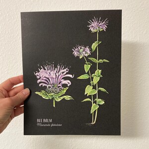 May include: A botanical illustration of Bee Balm (Monarda fistulosa) with two purple flowers and green leaves on a black background.