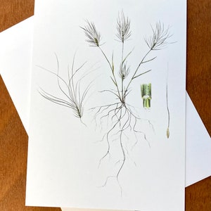 Botanische kaart, Taenitherum caput-medusae, Medusahead, originele kunstwerken, kunstkaart