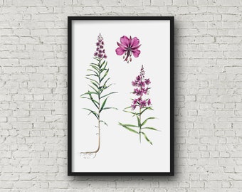 Fireweed Wildflower Watercolor Print, Glicee 11x17 Flower unframed print