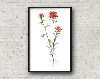 Indian Paintbrush Wildflower Watercolor Print, Glicee 11x17 Flower unframed print