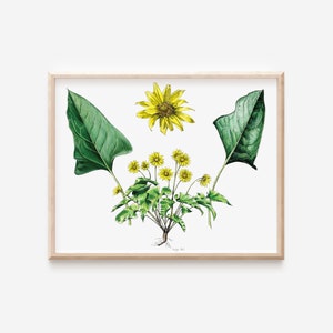 Puede incluir: Una ilustración botánica de una flor amarilla con hojas verdes. La flor tiene un disco central grande y muchos pétalos. Las hojas son grandes y tienen una punta puntiaguda.