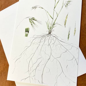 Botanical card, Bromus tectorum, cheatgrass, original artwork, art card