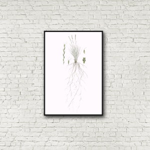 Botanischer Druck, Pseudoroegneria spicata, Blauschnabelweizengras limitierte Auflage, signierter Druck 33x50cm