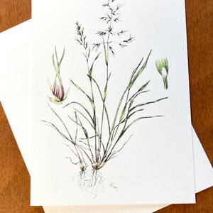 Botanische kaart, Poa bulbosa bulbous bluegrass, originele kunstwerken, kunstkaart