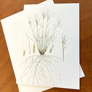 Art card, Hesperostipa comata, needle and thread grass, Botanical Illustration