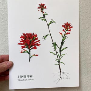Paintbrush Print, Indian Paintbrush Glicee Art Print, Botanical Illustration, Native Plant Wildflower Art