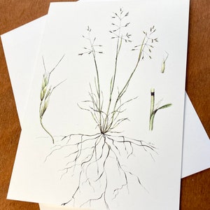 Botanische kaart, Ventenata dubia, ventenata, originele kunstwerken, kunstkaart