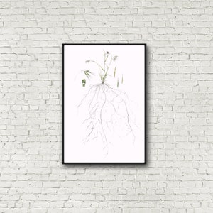 Botanische print, Bromus tectorum, cheatgrass limited edition gesigneerde print, 13 x 19 inch