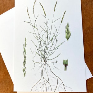 Botanische kaart, Pascopyrum smithii, kaart met westerse tarwegras