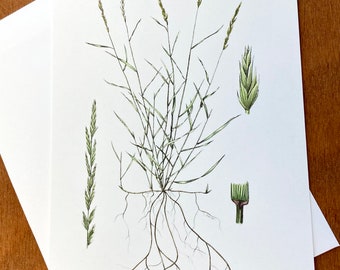 Botanical card, Pascopyrum smithii, Western wheatgrass art card