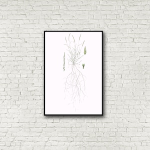 Botanischer Druck, Pascopyrum schmiedeii, Western weizengras limitierte Auflage, 33x48cm