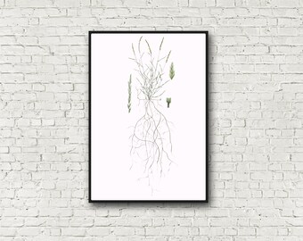 Pode incluir: Uma ilustração botânica enquadrada de uma planta de grama com uma representação detalhada de suas raízes. A ilustração está em tons de verde e marrom sobre um fundo branco.