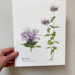 Bee Balm Print, Floral Wild Bergamot Art Print, Botanical Illustration, Native Plant Wildflower Art