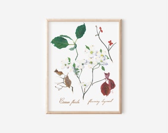 Botanical print, flowering dogwood, Cornus florida signed limited edition print, 11x14 inches
