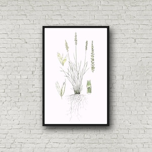 Botanischer Druck, Koeleria macrantha, Junigrass limitierte Auflage signierter Druck, 30x43 cm