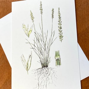 Botanische kaart, Koeleria macrantha, Junegrass kunstkaart