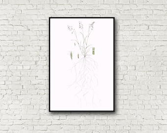 Botanical print, Bromus japonicus, Japanese brome limited edition signed print, 13x19 inches