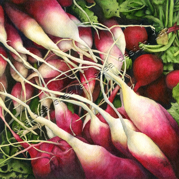 Realistic watercolor food painting deep red radish turnip (fine art giclee print kitchen decor vegetable farmers market photorealism square)