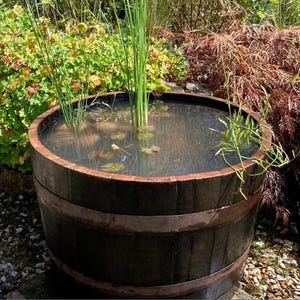 Könnte beinhalten: Ein dunkelbraunes Holzfass, das als Wasserbecken umfunktioniert wurde, gefüllt mit Wasser und Wasserpflanzen. Das Fass hat Metallbänder und enthält Seerosen und hohe grüne Schilfarten. Der Hintergrund zeigt grünes und rotes Laub.