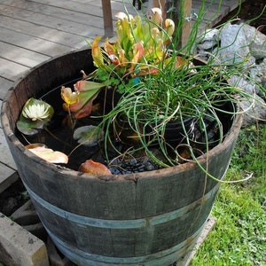 Può includere: Un barile di legno utilizzato come fioriera, riempito d'acqua e piante. Le piante includono una ninfea bianca, una pianta verde simile all'erba e una pianta carnivora con foglie rosse e verdi.