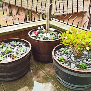 Könnte beinhalten: Drei Holzfässer werden als Pflanzkübel verwendet, zwei mit bunten Blumen und eines mit einem grünen Busch. Die Fässer stehen auf einer Terrasse mit einer Backsteinmauer und einem schwarzen Metallzaun im Hintergrund.