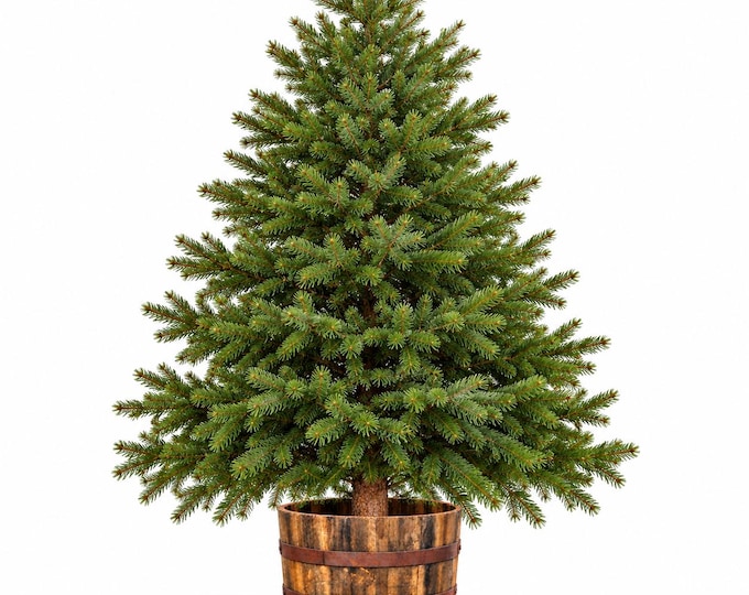 Rustic Varnished Half Whisky Barrel Christmas Tree Stand | 50 Year Old Oak | Heavy Duty | Handmade Vintage Style Christmas Decor