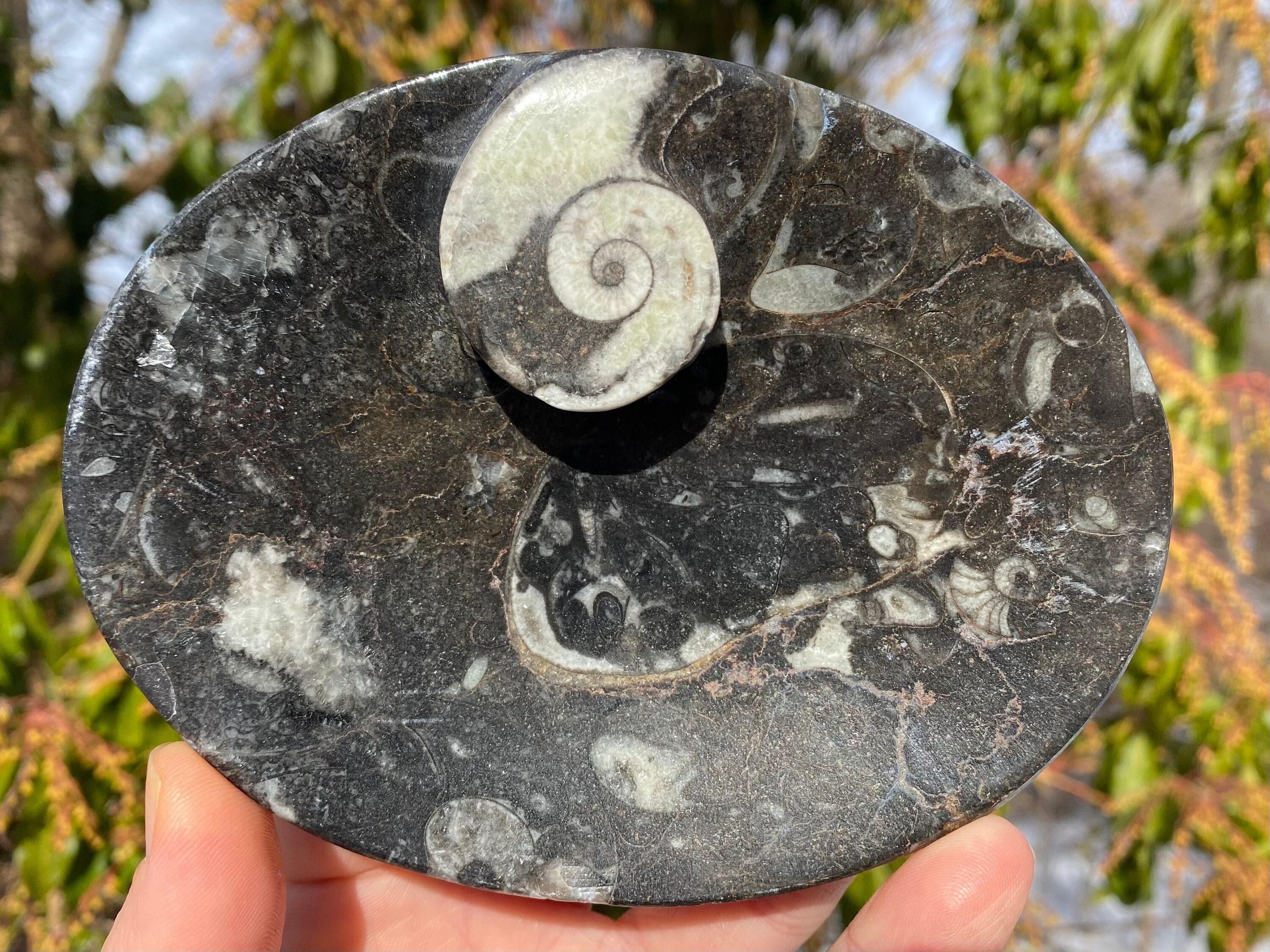 Ammonite Fossil Dish Ammonite Fossil Dish