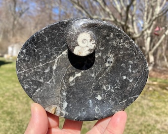 Ammonite Orthoceras Fossil Dish