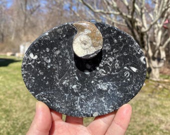 Ammonite Orthoceras Fossil Dish