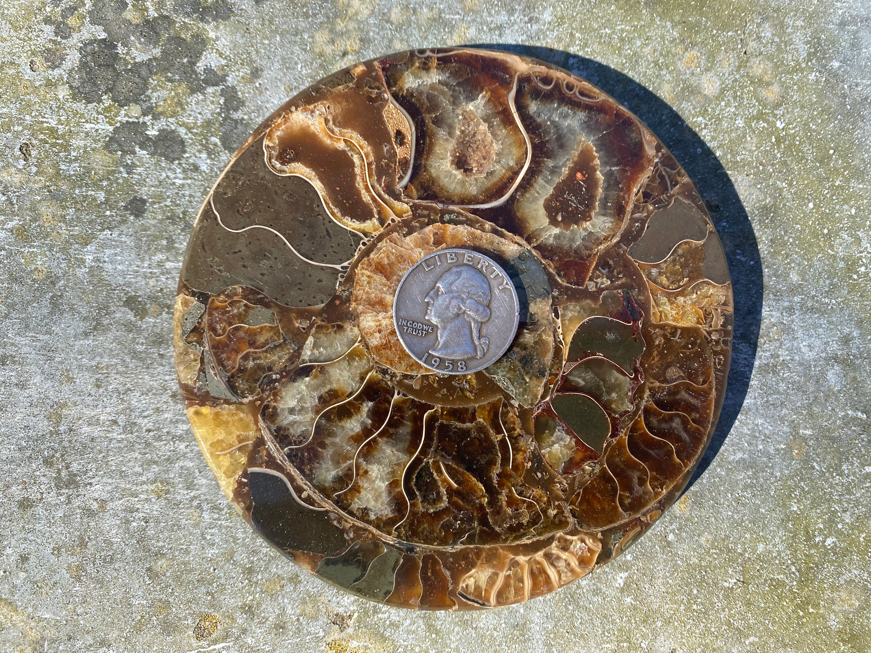 4.25 Ammonite Grounding Plate Ammonite Shell With Resin | Etsy